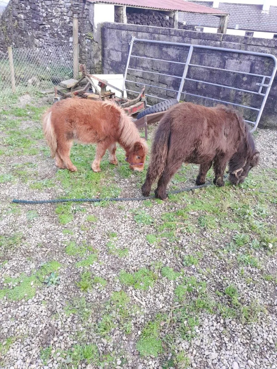 Miniatures - Image 1