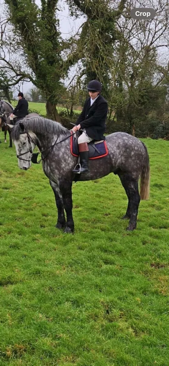 17hh Hunter Allrounder - Image 2