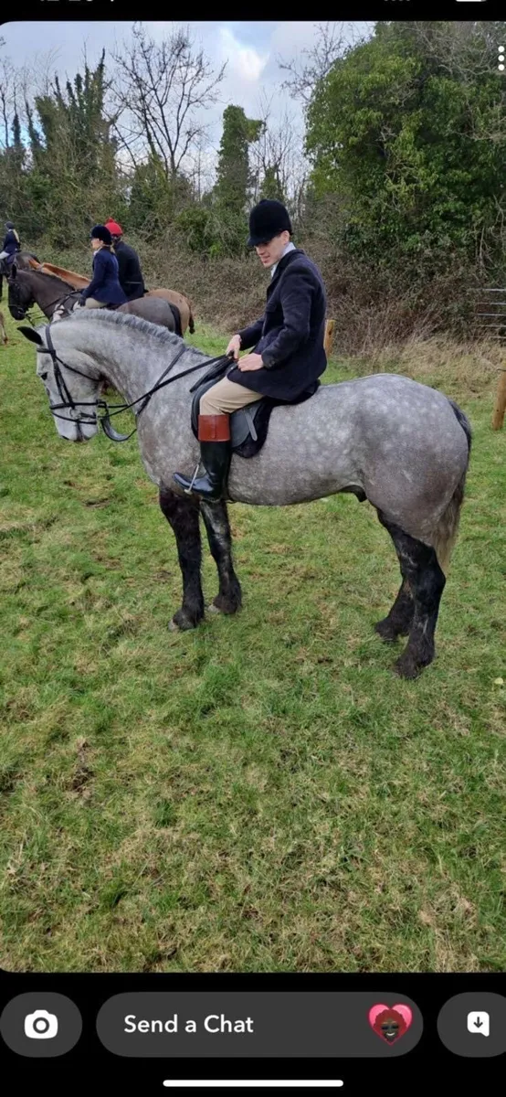 17hh Hunter Allrounder - Image 3