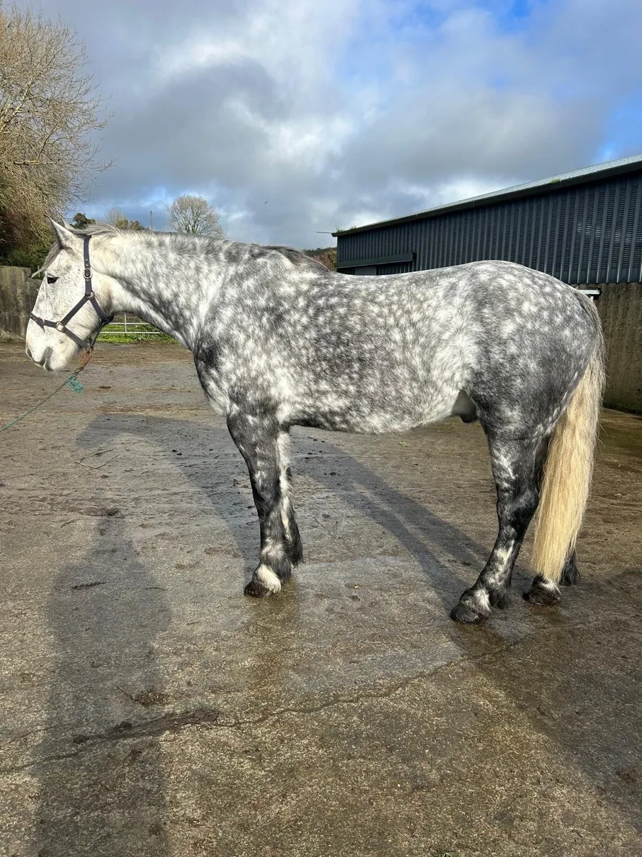 17hh Hunter Allrounder - Image 4