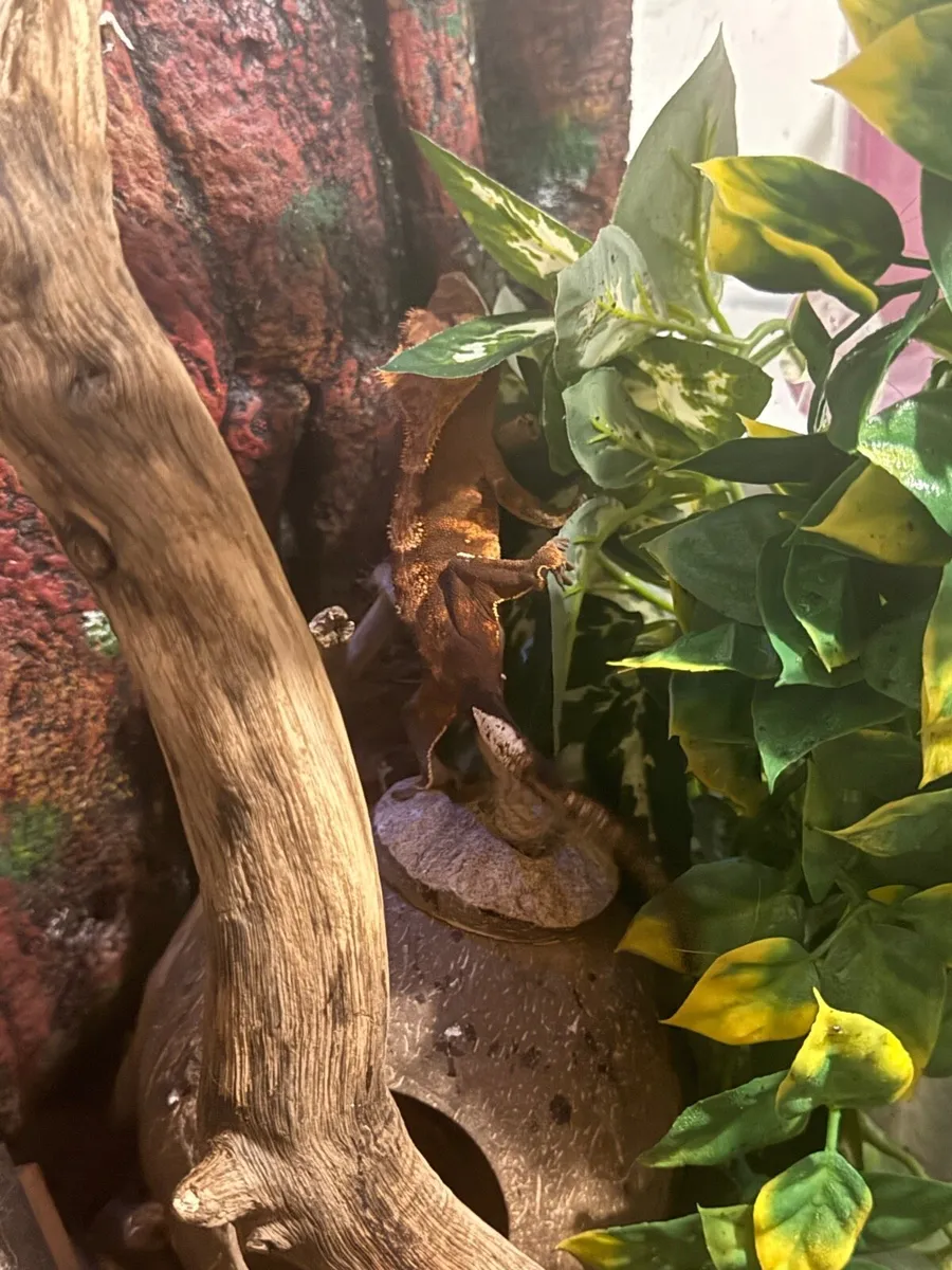 Crested gecko - Image 2