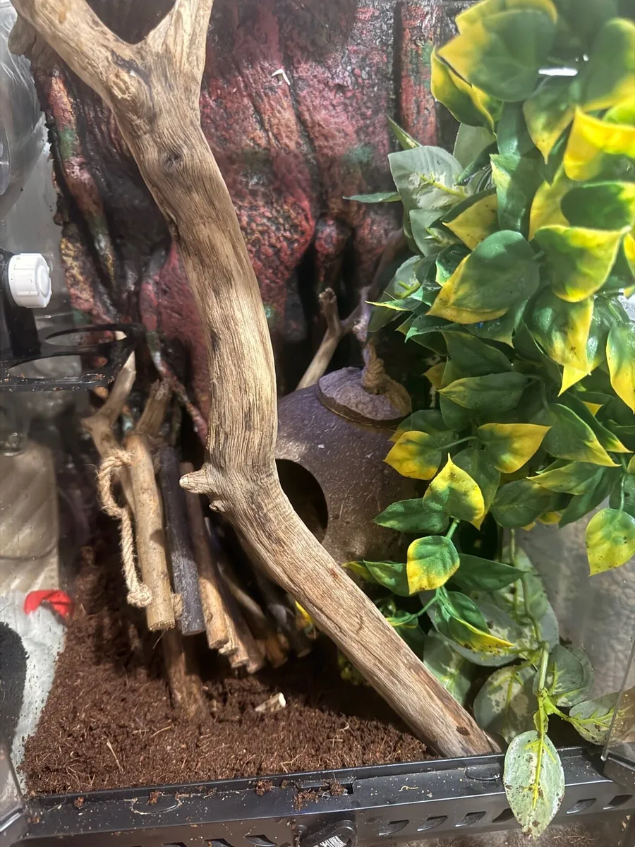 Crested gecko - Image 3