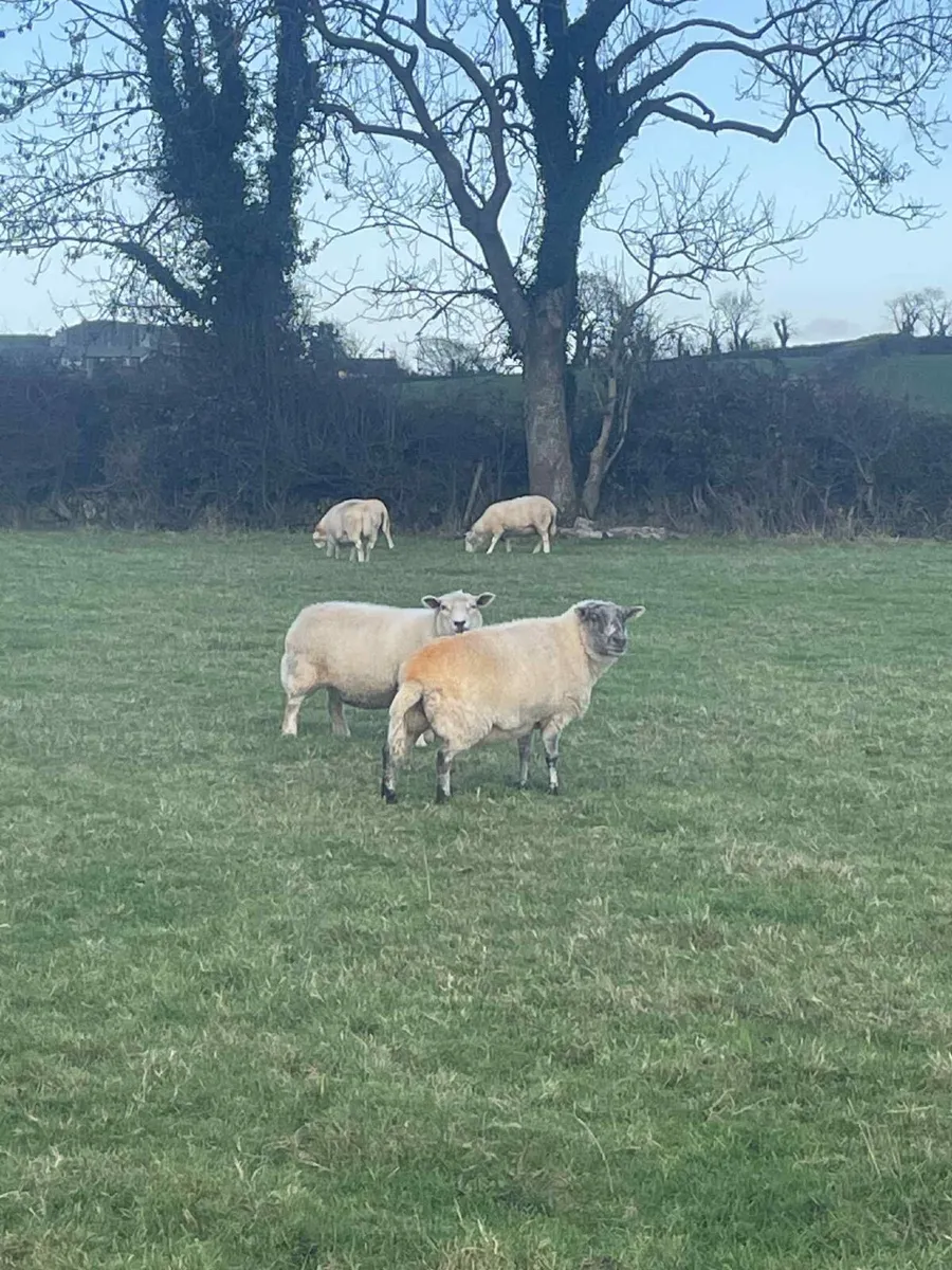 20 Ewes for sale - Image 1