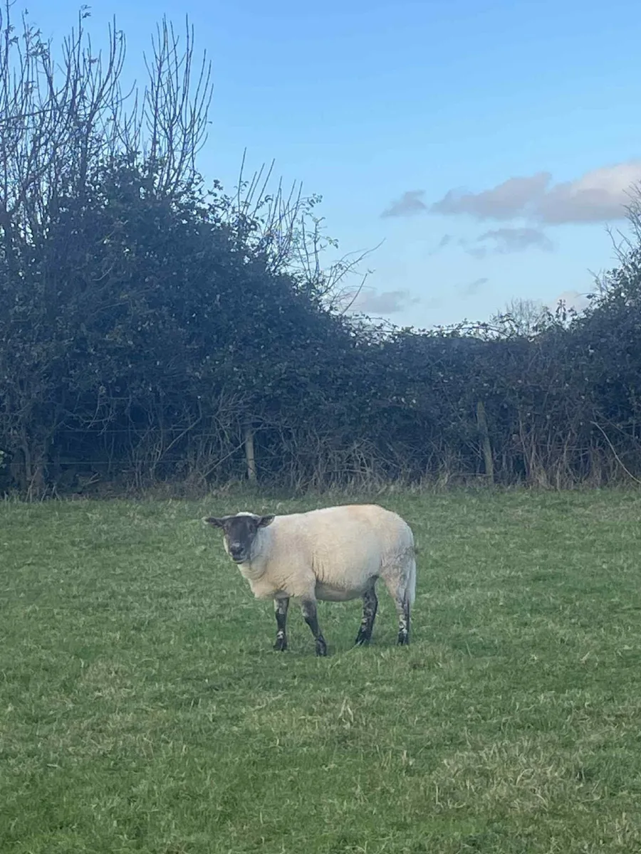 20 Ewes for sale - Image 2