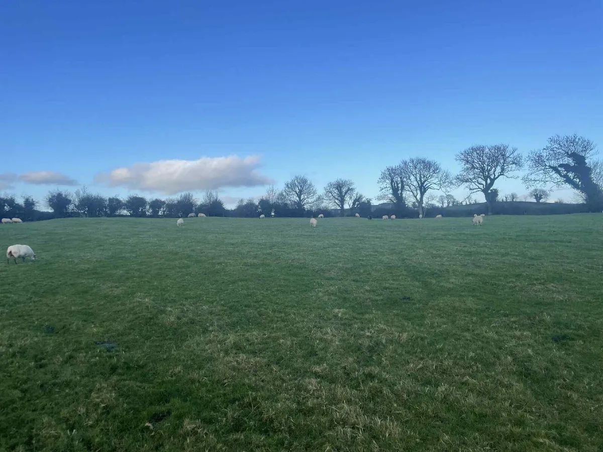 20 Ewes for sale - Image 3