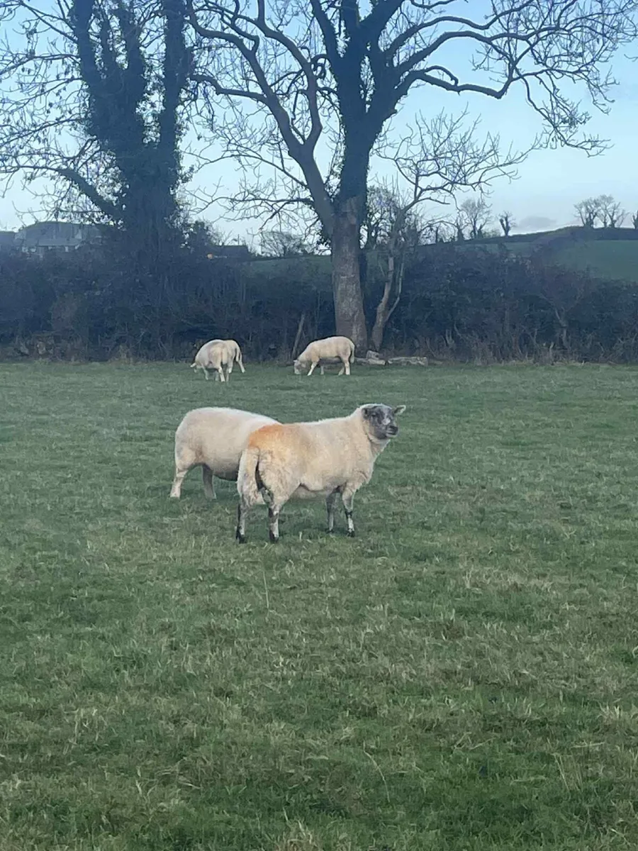 20 Ewes for sale - Image 4