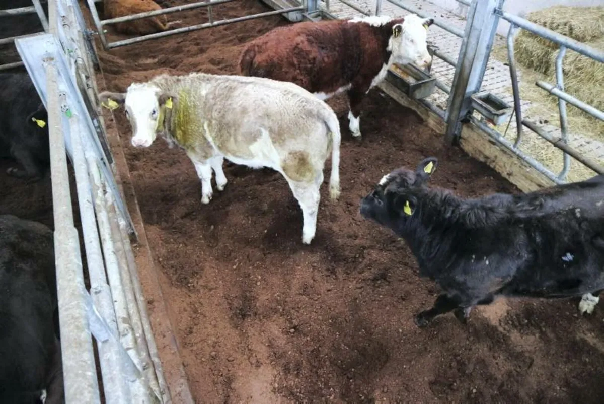 🐄🐄🔴🔴 PEAT BEDDING 🔴🔴🐄🐄 - Image 4