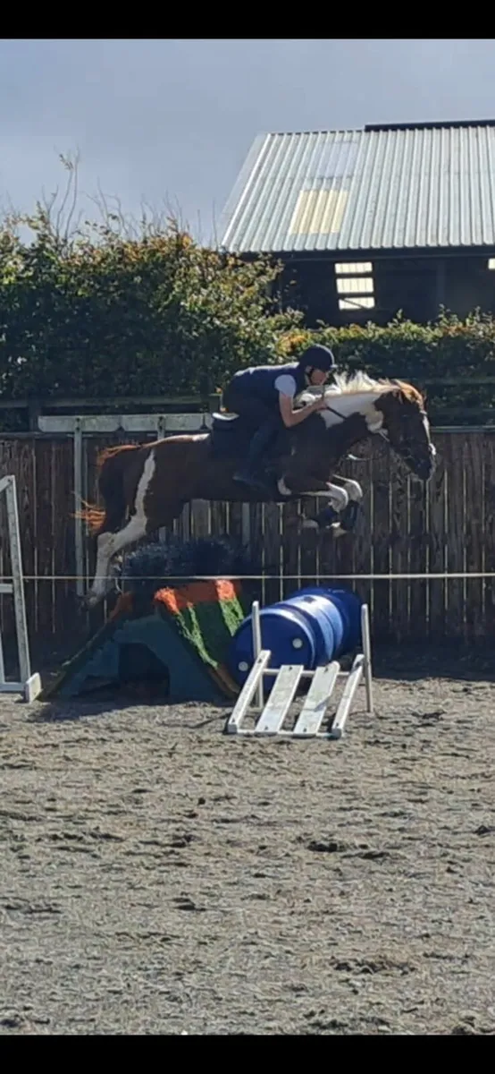 Beautiful coloured stallion - Image 2