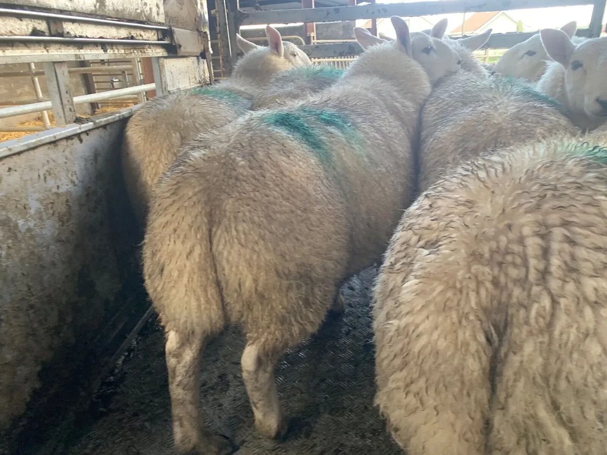 PBNR North County Cheviot Ram lambs. - Image 3