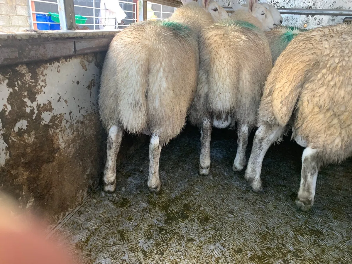 PBNR North County Cheviot Ram lambs. - Image 2