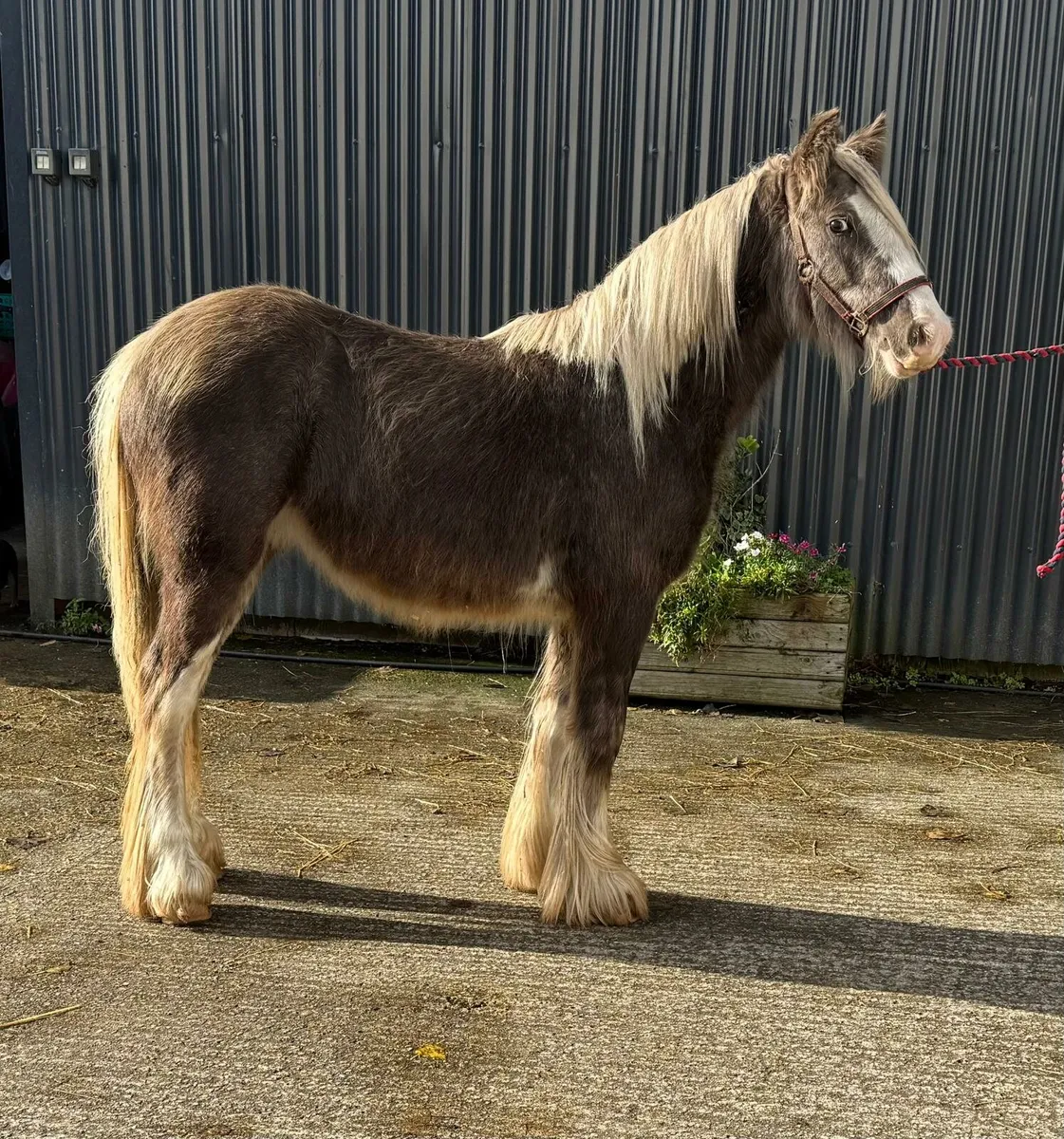 Silver Dapple Colt - Image 1