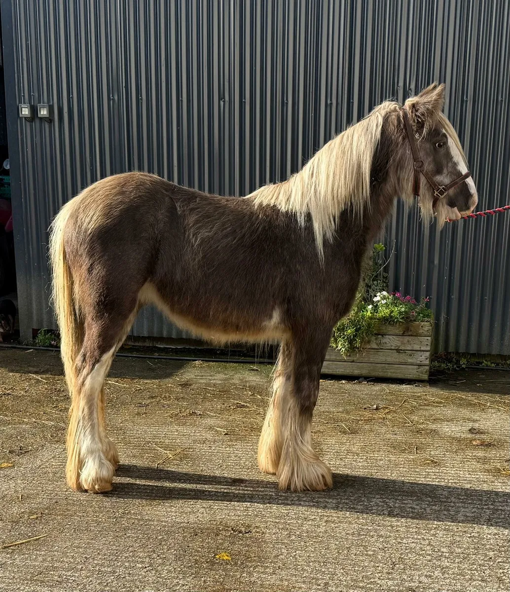 Silver Dapple Colt - Image 2