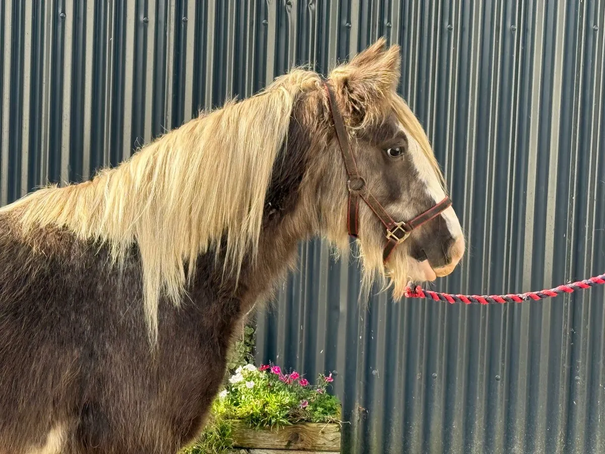 Silver Dapple Colt - Image 3