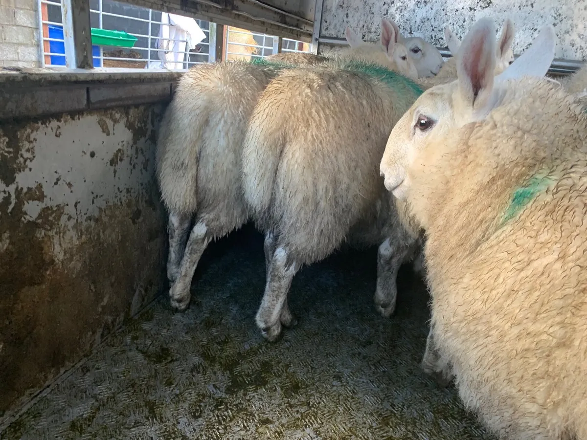 PBNR North County Cheviot Ram lambs. - Image 1