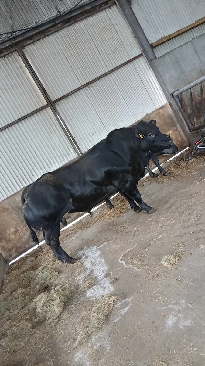 🔥Hybrid Belgian Blue (NOX) Bred🔥 - Image 1