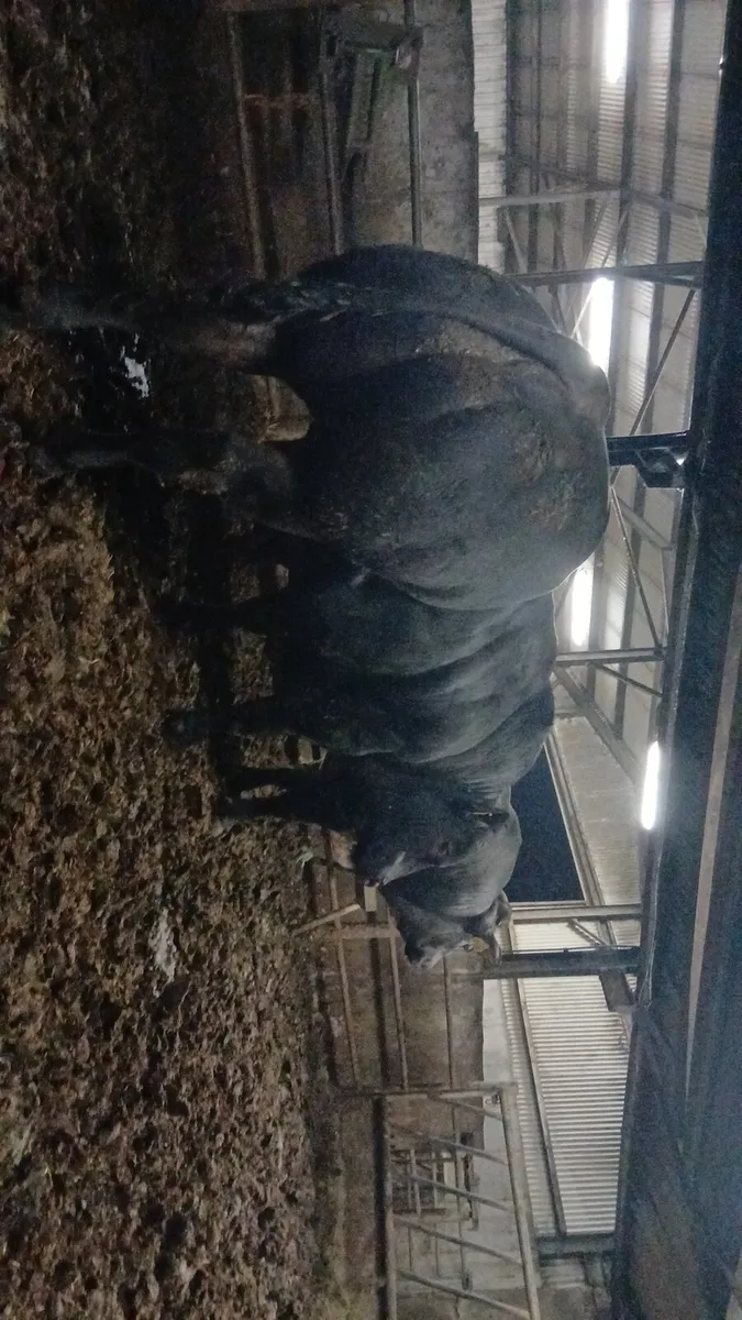 🔥Hybrid Belgian Blue (NOX) Bred🔥 - Image 2