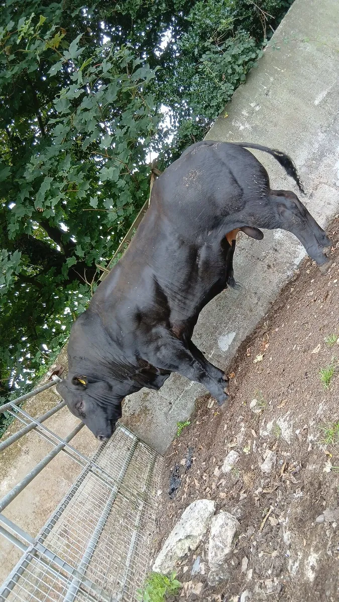 🔥Hybrid Belgian Blue (NOX) Bred🔥 - Image 3