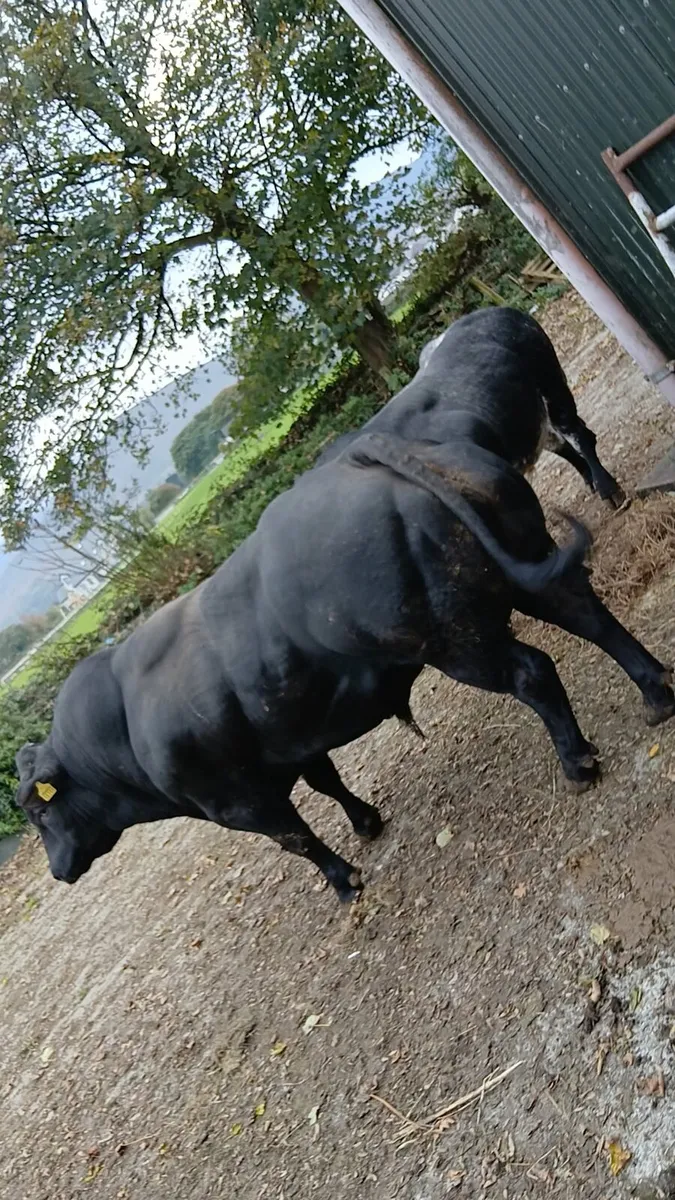 🔥Hybrid Belgian Blue (NOX) Bred🔥 - Image 4