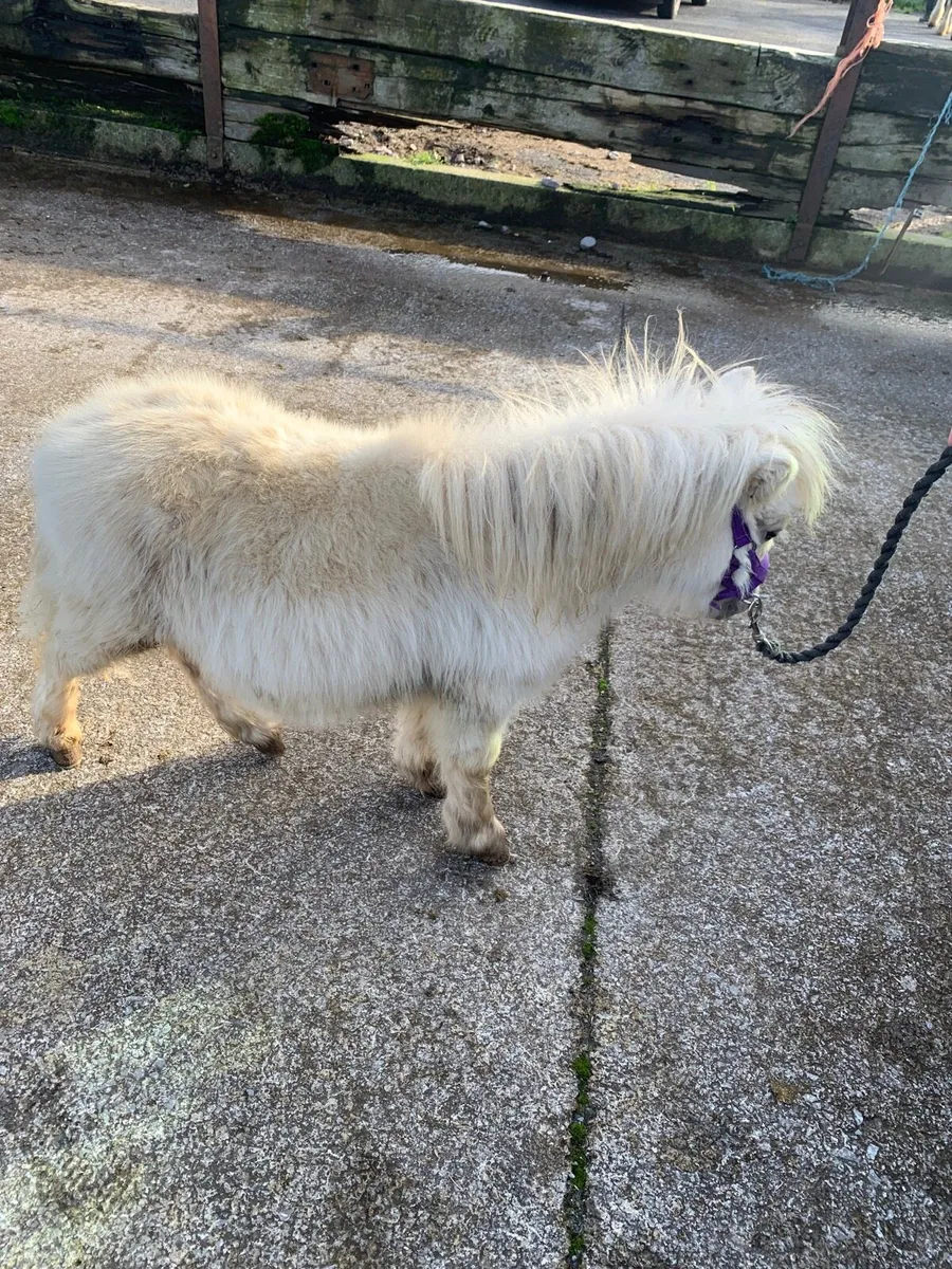 Miniature colt - Image 1