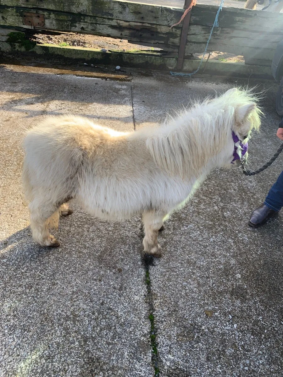 Miniature colt - Image 2