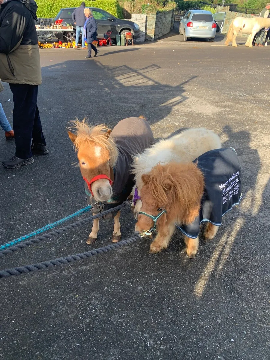 Miniature colt - Image 3