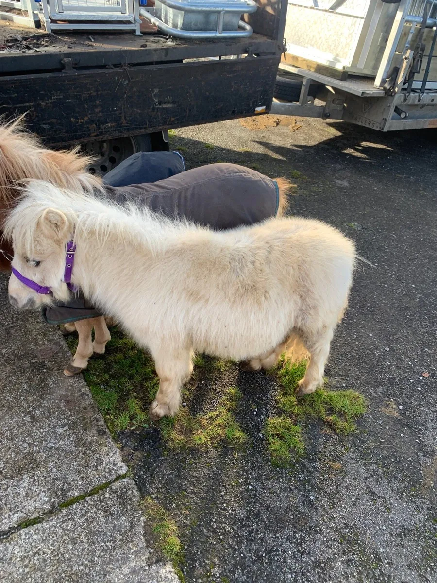 Miniature colt - Image 4