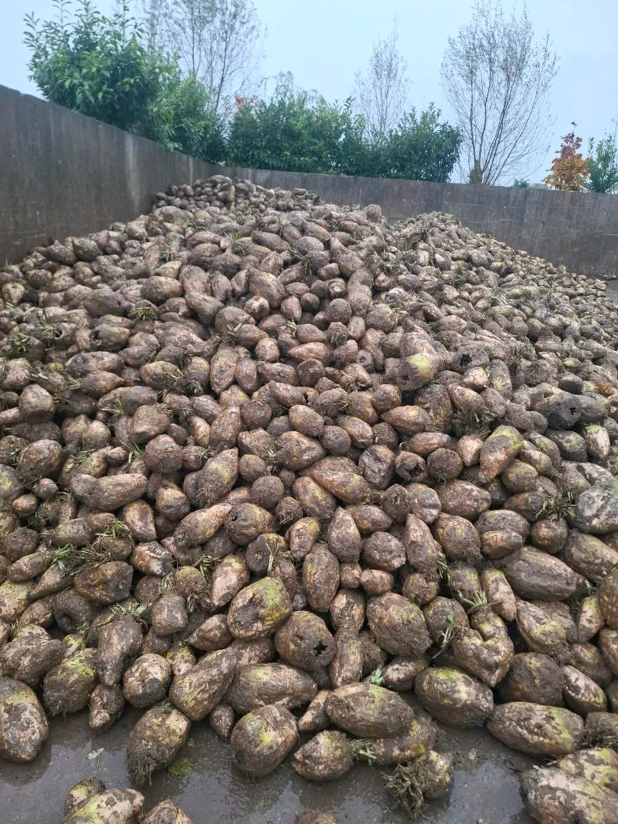 FODDER BEET - Image 2