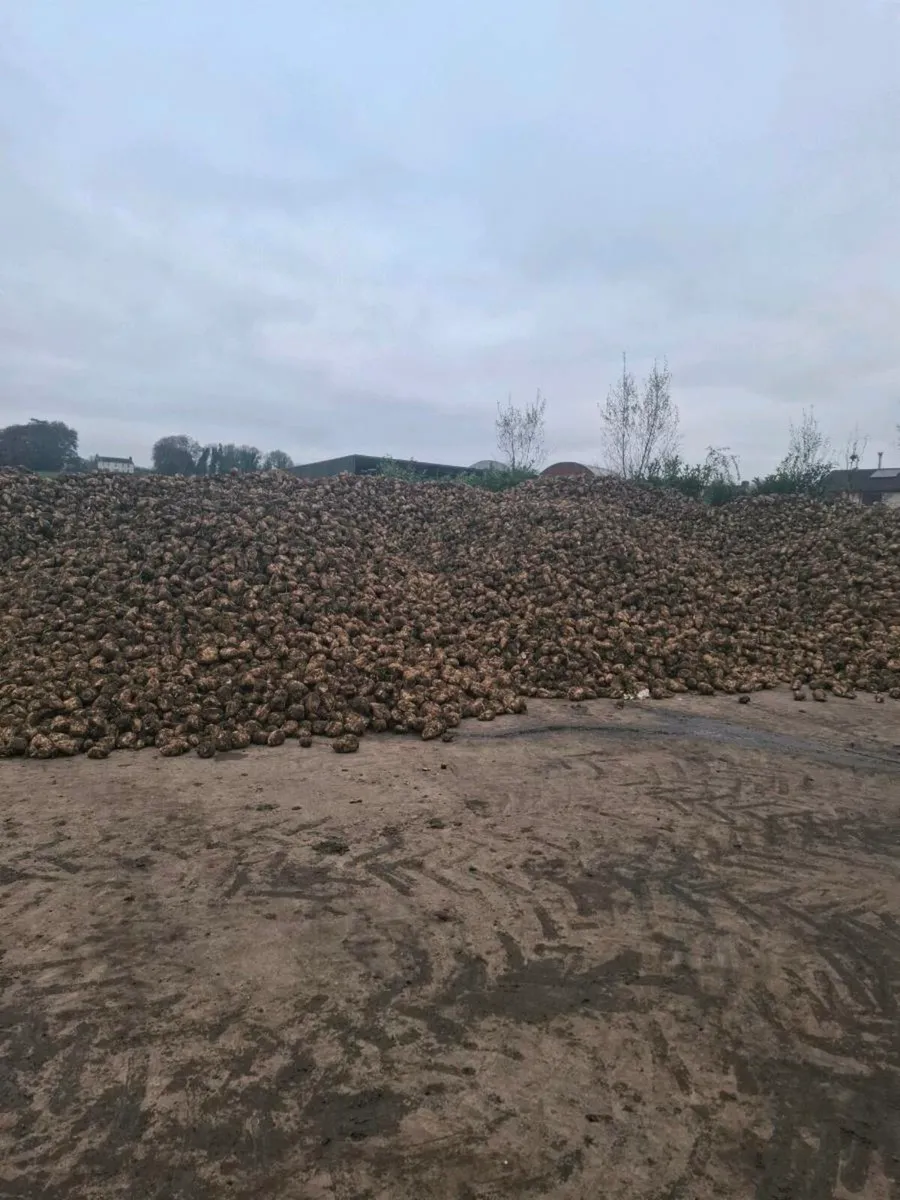 FODDER BEET - Image 1