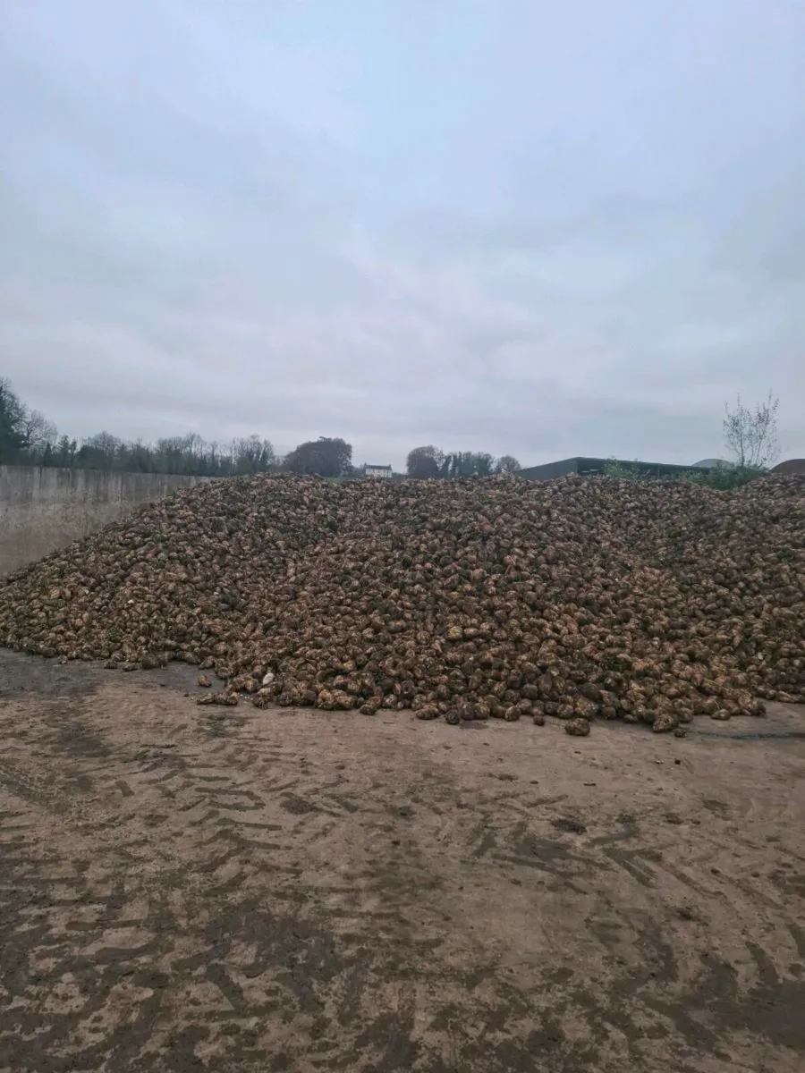 FODDER BEET - Image 3