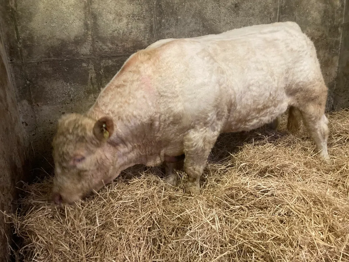 Pedigree Charolais Bull - Image 2