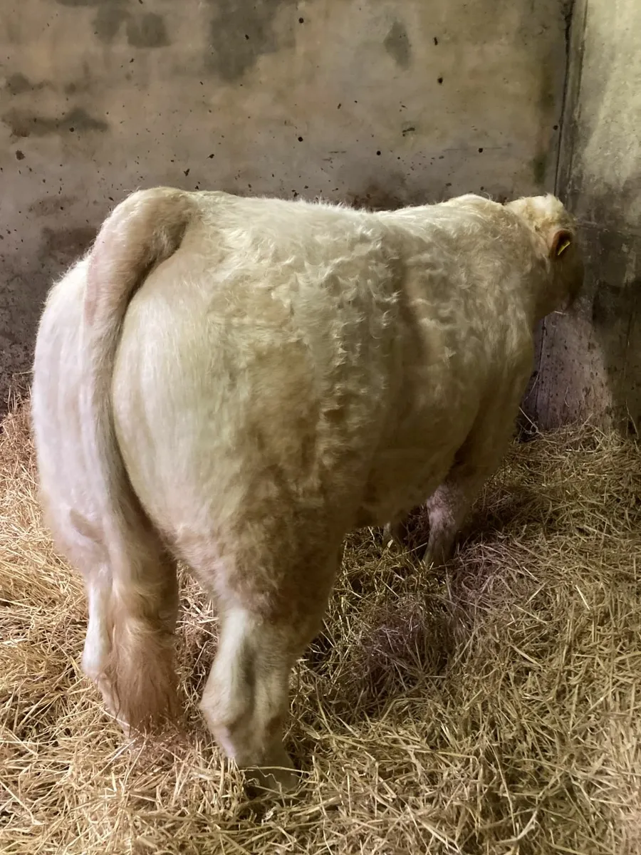 Pedigree Charolais Bull - Image 3