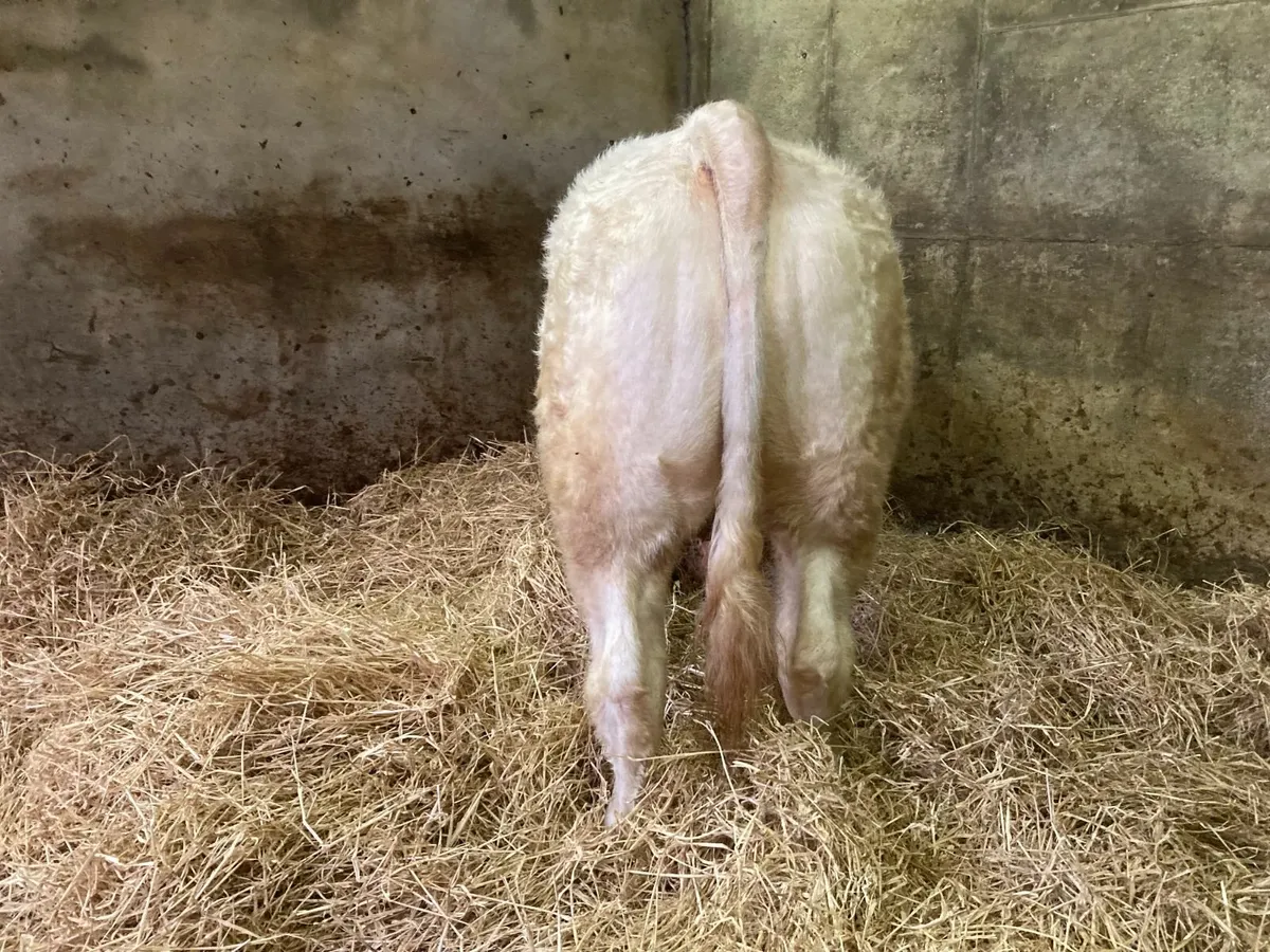 Pedigree Charolais Bull - Image 4