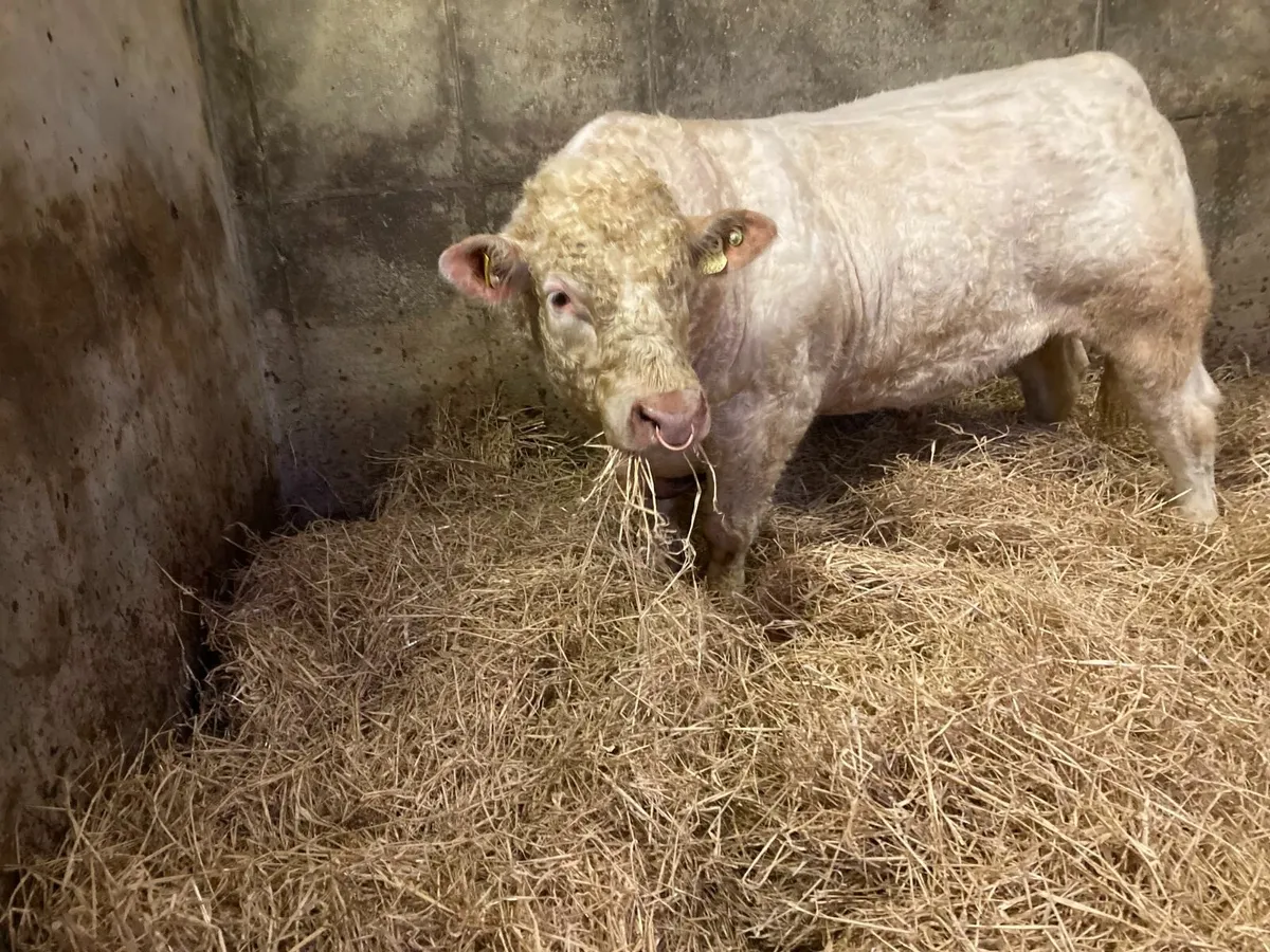 Pedigree Charolais Bull - Image 1