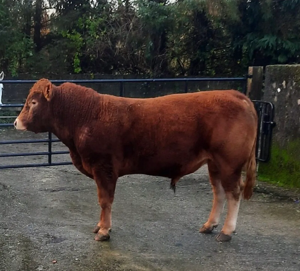 Limousin Bull - Image 1