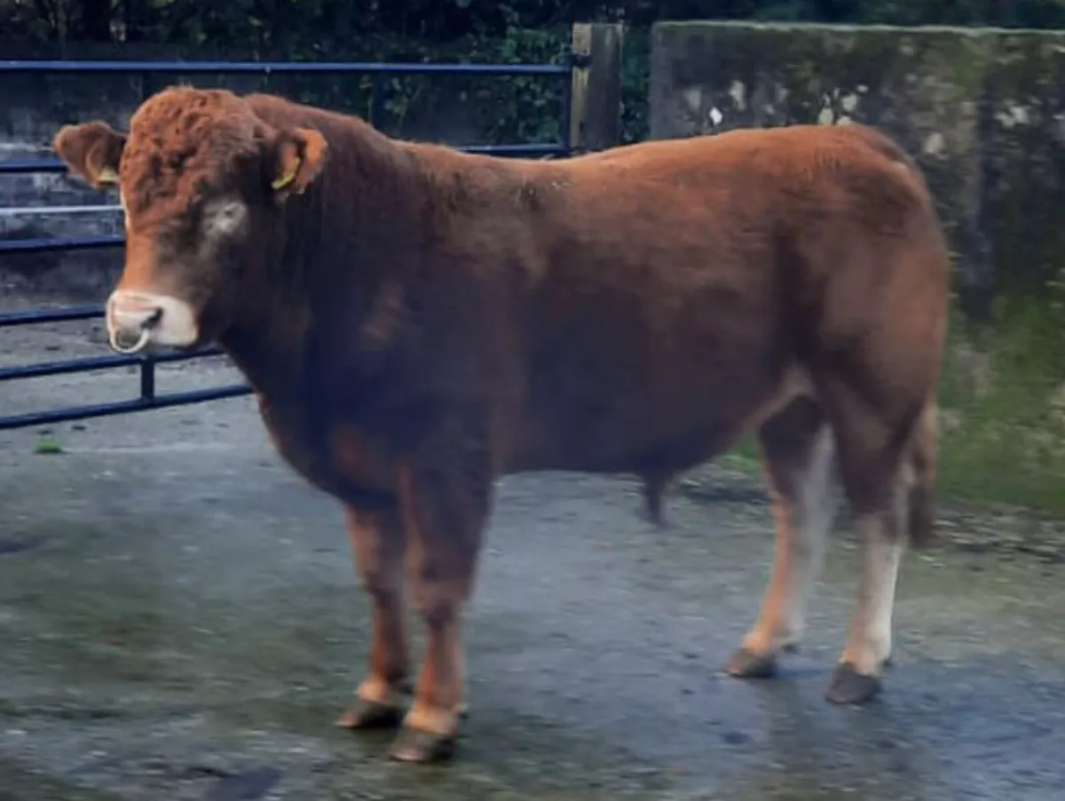 Limousin Bull - Image 2