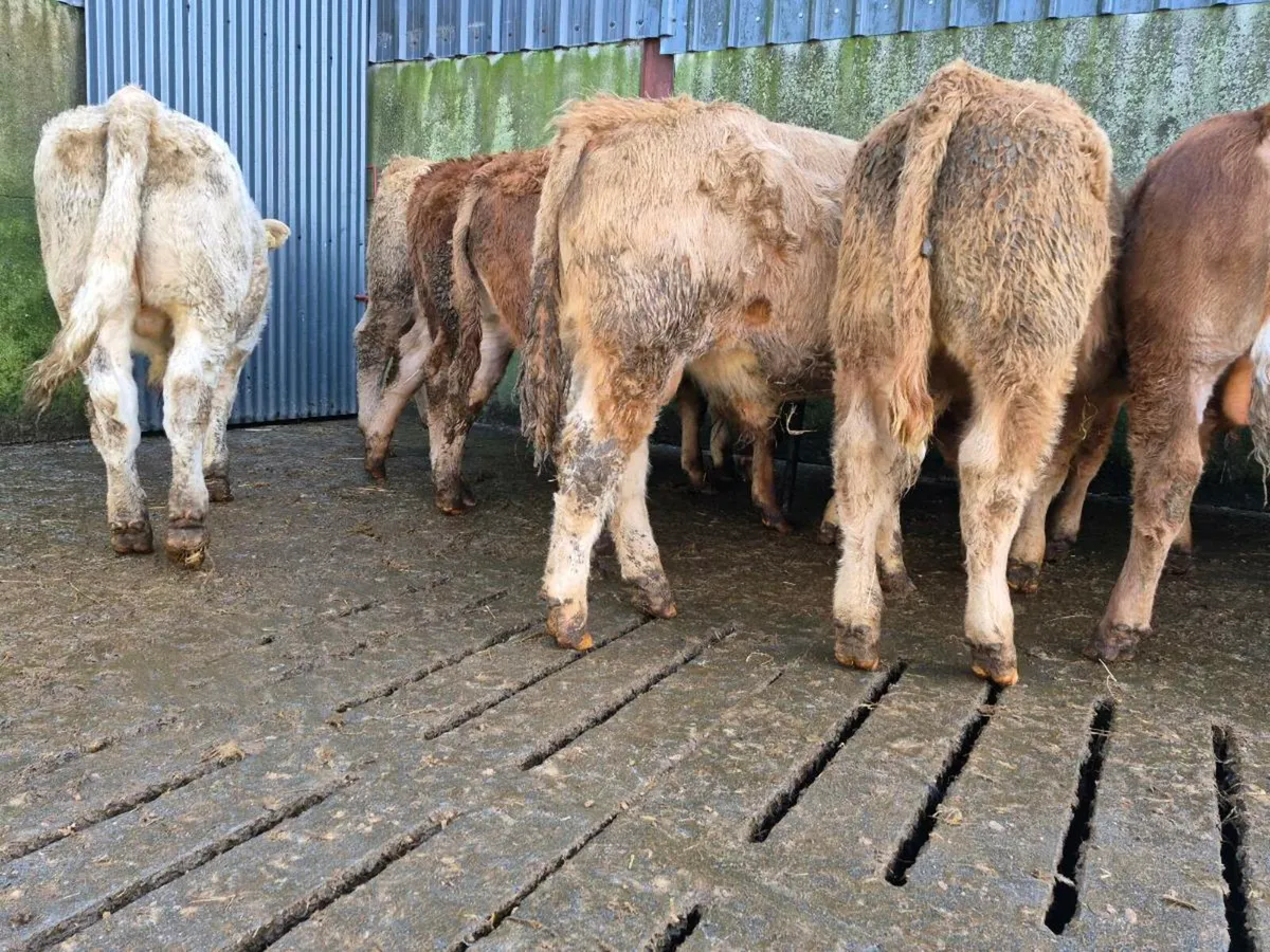 20 Smashing Bull Weanlings - Image 1