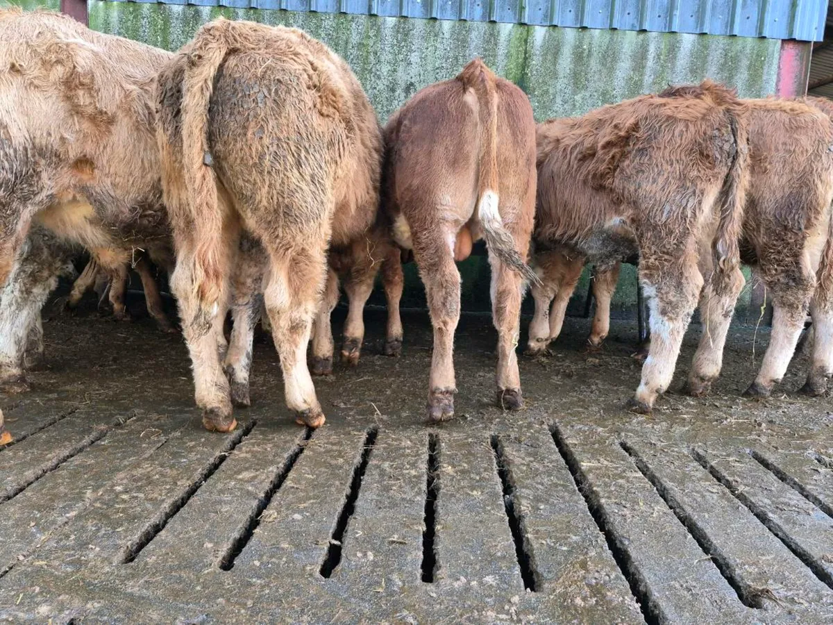 20 Smashing Bull Weanlings - Image 2