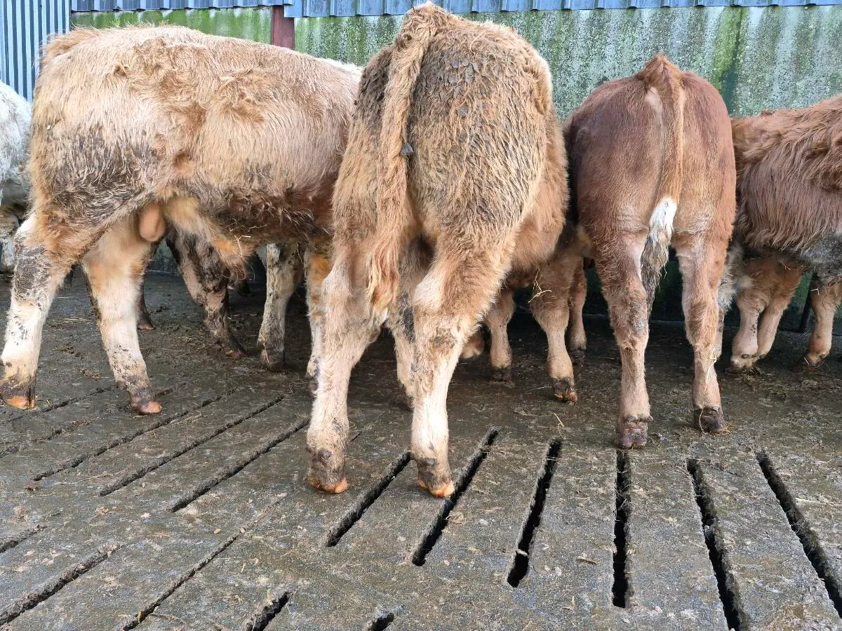 20 Smashing Bull Weanlings - Image 3