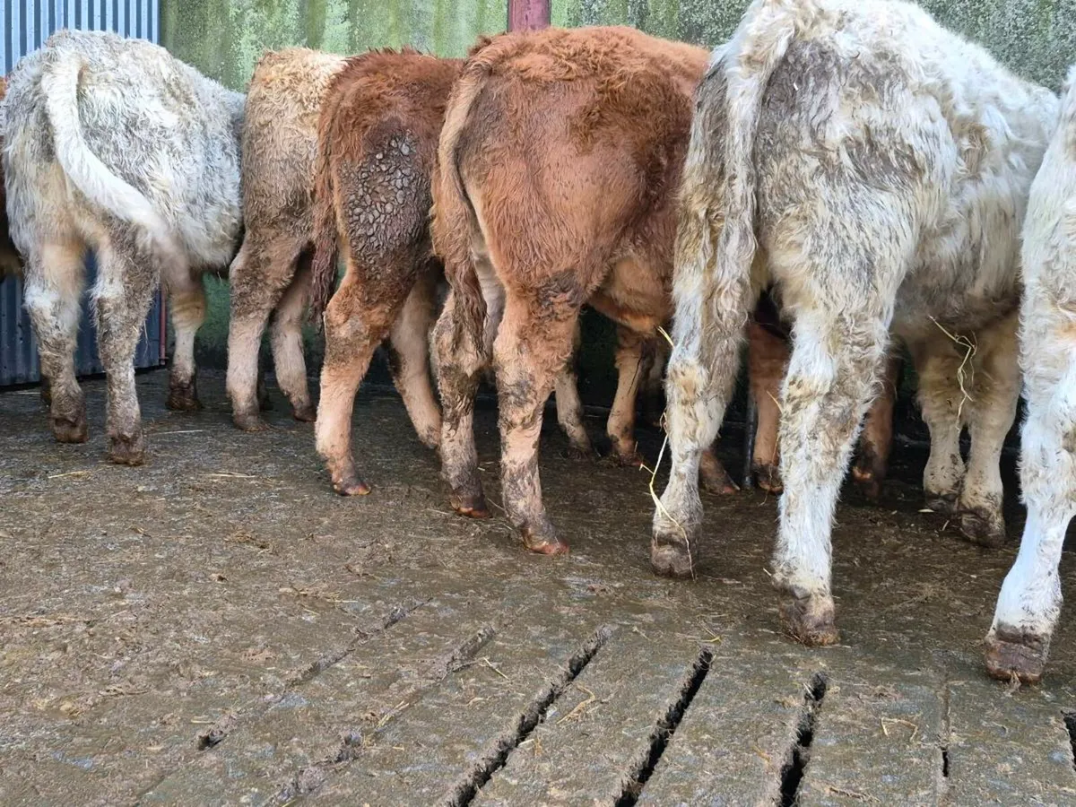 20 Smashing Bull Weanlings - Image 4