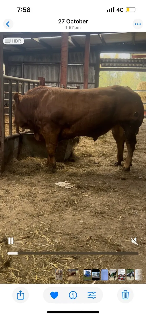 Limousin Bull - Image 1