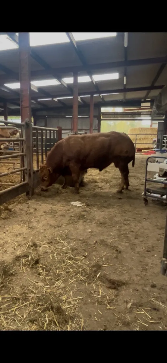 Limousin Bull - Image 2