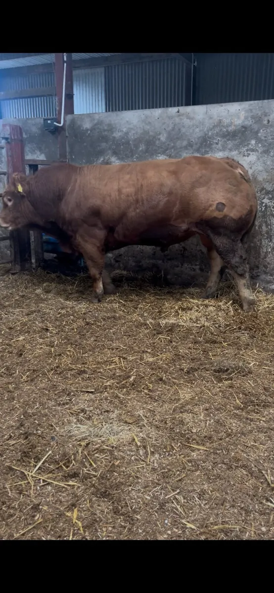 Limousin Bull - Image 3