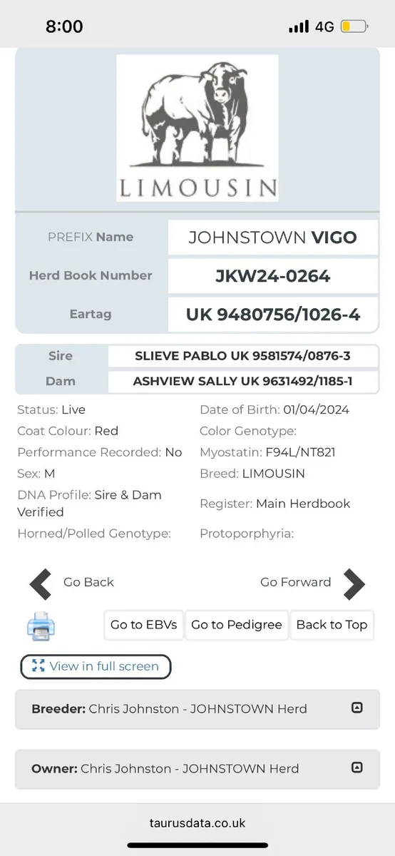 Limousin Bull - Image 4