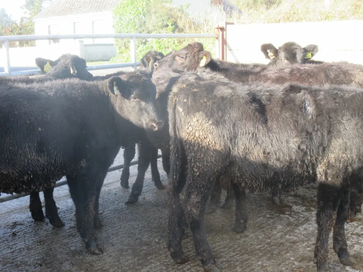 15 aberdeen angus heifers - Image 1