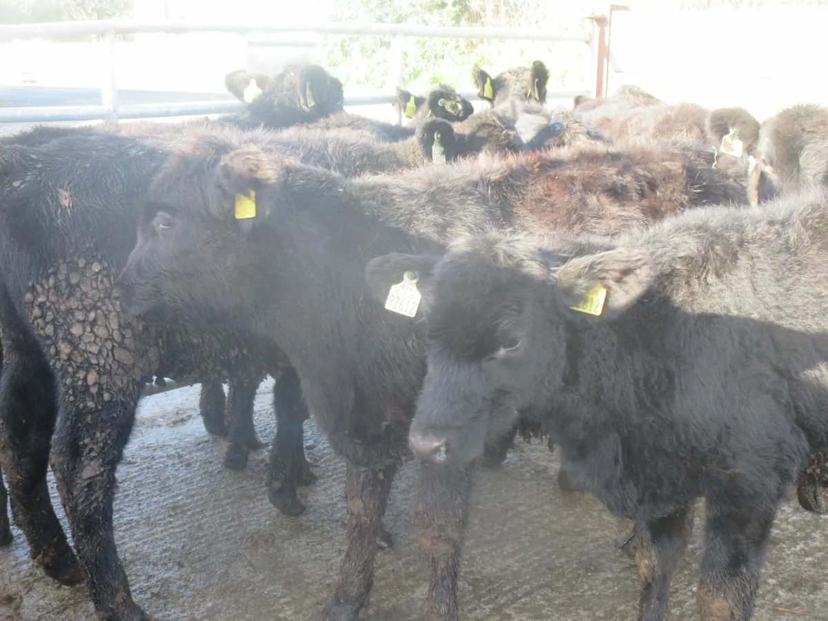 15 aberdeen angus heifers - Image 2