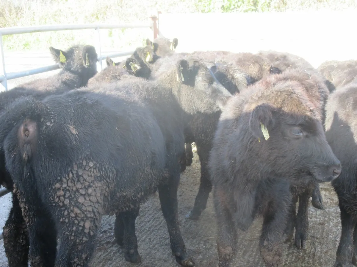 15 aberdeen angus heifers - Image 3