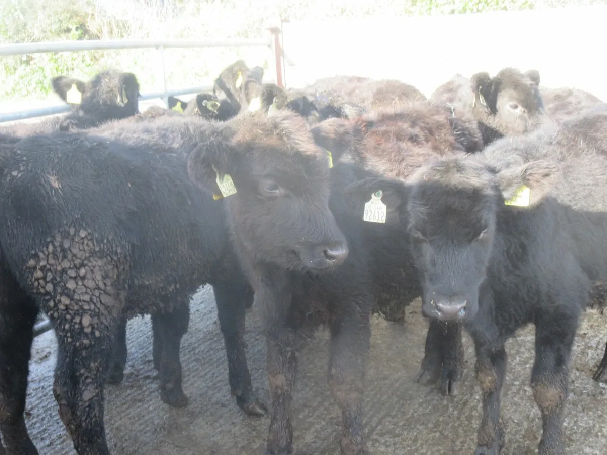 15 aberdeen angus heifers - Image 4