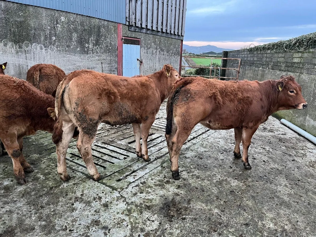 Heifers - Image 1