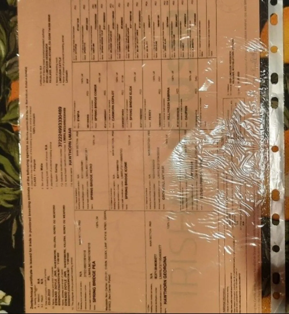 Limousin Bull - Image 3