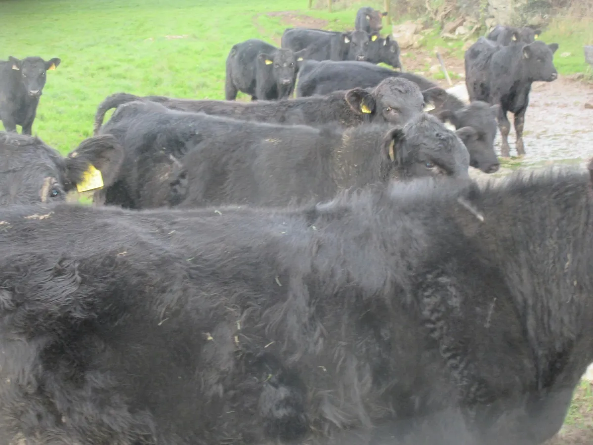 30 aberdeen angus bull weanlings - Image 2